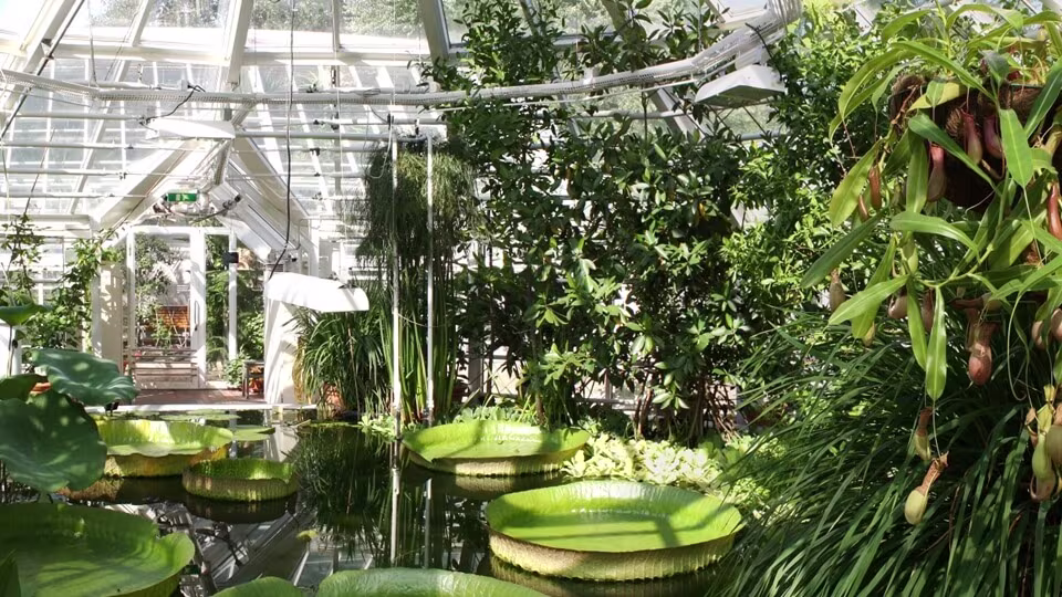 Ein Foto mit riesigen Seerosenblättern und tropischen Pflanzen im Glashaus des Botanischen Gartens Kaisaniemi in Helsinki.